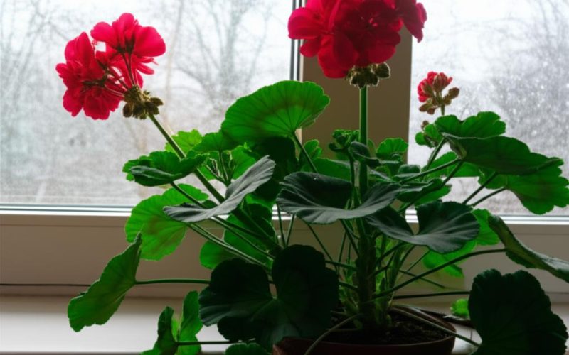 Zimowanie pelargonii i innych roślin balkonowych: Porównanie kosztów i cech różnych rozwiązań